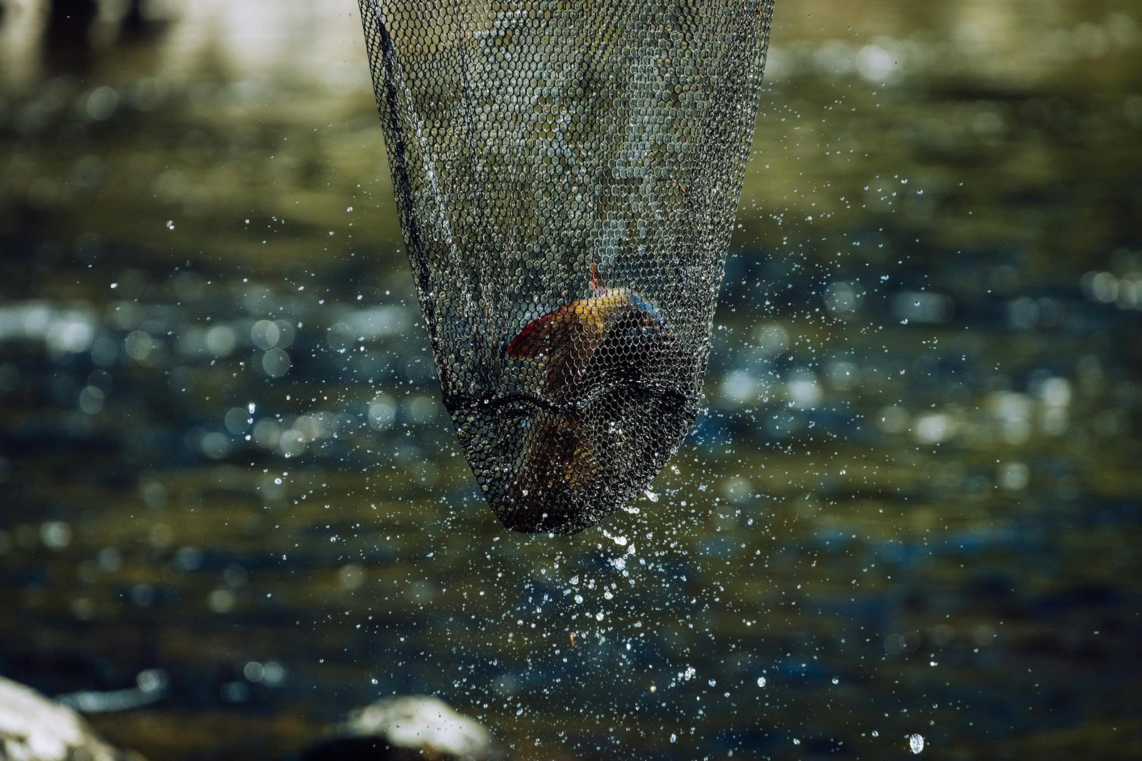 A fish caught in a net with water droplets splashing around, highlighting outdoor fishing.