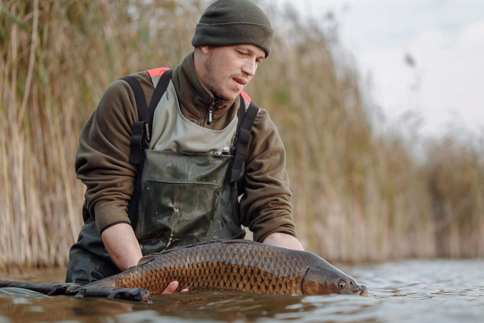 A fisherman carefully releases a carp back into a lake during a fishing trip.